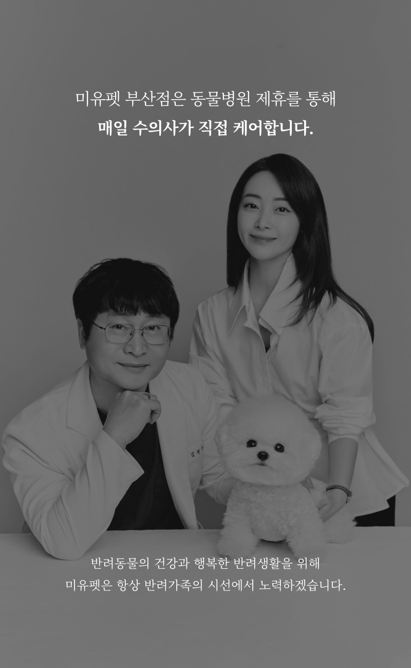 토이푸들_상세이미지_1