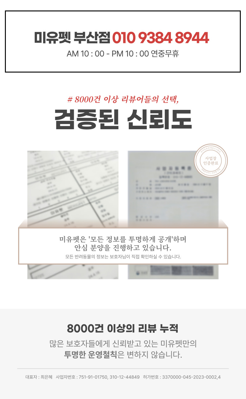 토이푸들_상세이미지_5