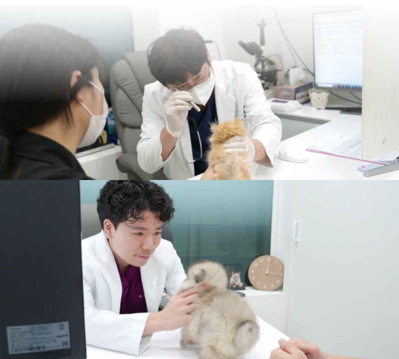 토이푸들_상세이미지_11