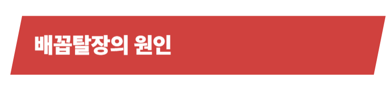 강아지 배꼽탈장의 원인과 증상, 치료방법, 관리법의 모든 것_상세이미지_2