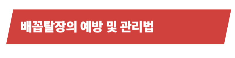 강아지 배꼽탈장의 원인과 증상, 치료방법, 관리법의 모든 것_상세이미지_5