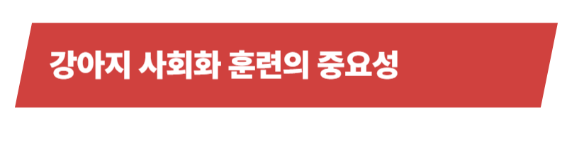 강아지 사회화훈련 방법과 훈련 시기 등 알아야 할 모든 것_상세이미지_2