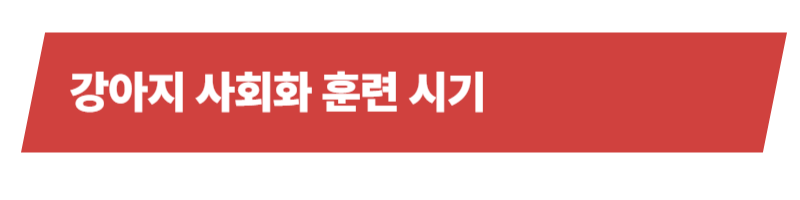 강아지 사회화훈련 방법과 훈련 시기 등 알아야 할 모든 것_상세이미지_3