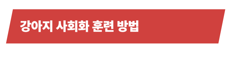 강아지 사회화훈련 방법과 훈련 시기 등 알아야 할 모든 것_상세이미지_4