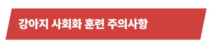 강아지 사회화훈련 방법과 훈련 시기 등 알아야 할 모든 것_상세이미지_5