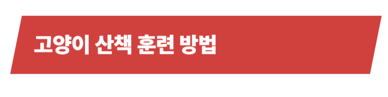 고양이 산책의 장점과 주의사항 그리고 산책 후 관리까지 알아가기_상세이미지_4