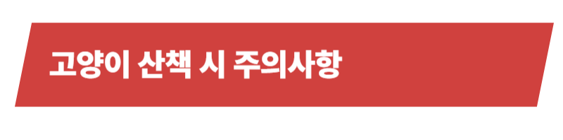 고양이 산책의 장점과 주의사항 그리고 산책 후 관리까지 알아가기_상세이미지_5