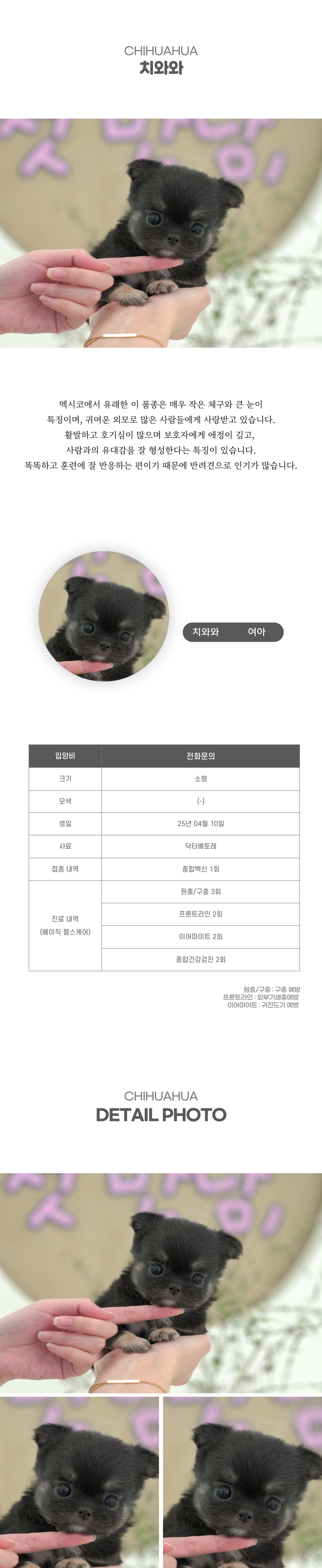 치와와_상세이미지_2