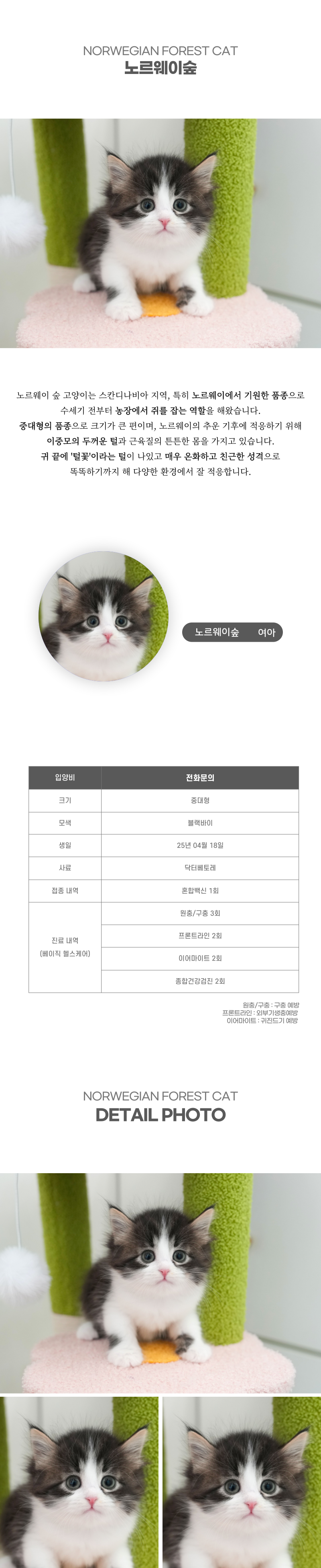 노르웨이숲_상세이미지_2