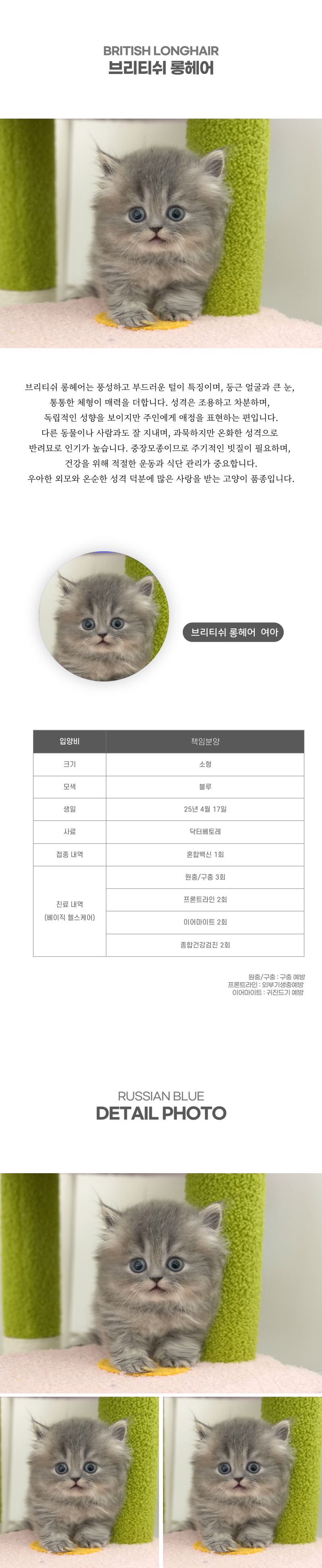 브리티쉬롱헤어_상세이미지_2