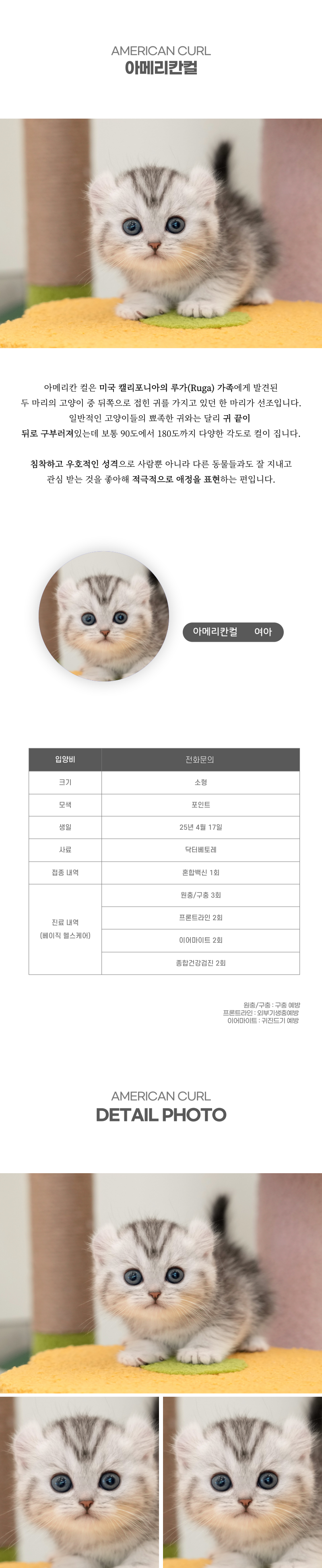 아메리칸컬_상세이미지_2
