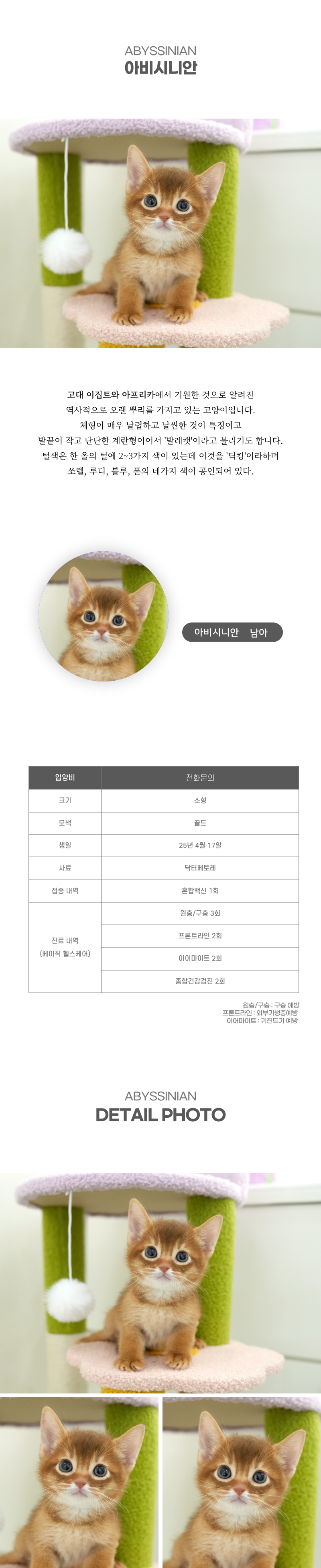 아비시니안_상세이미지_2