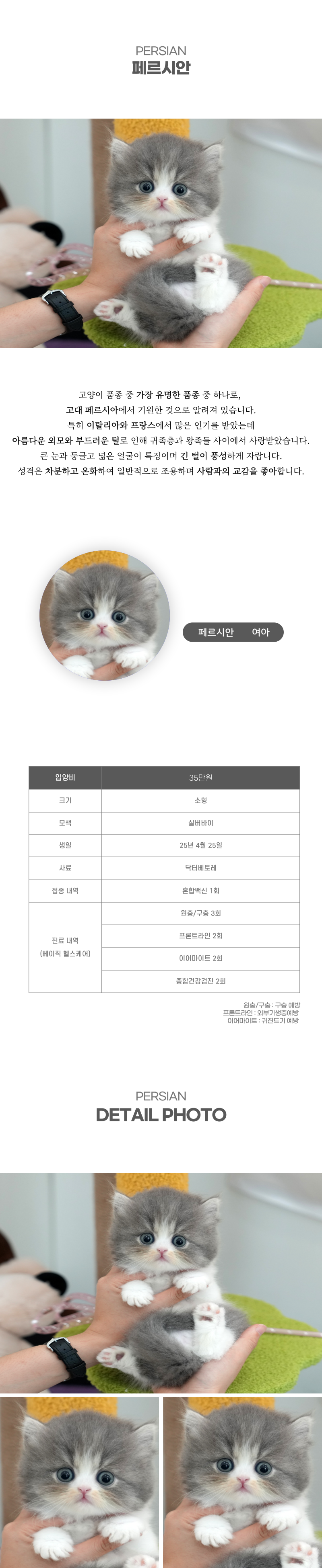 페르시안_상세이미지_2