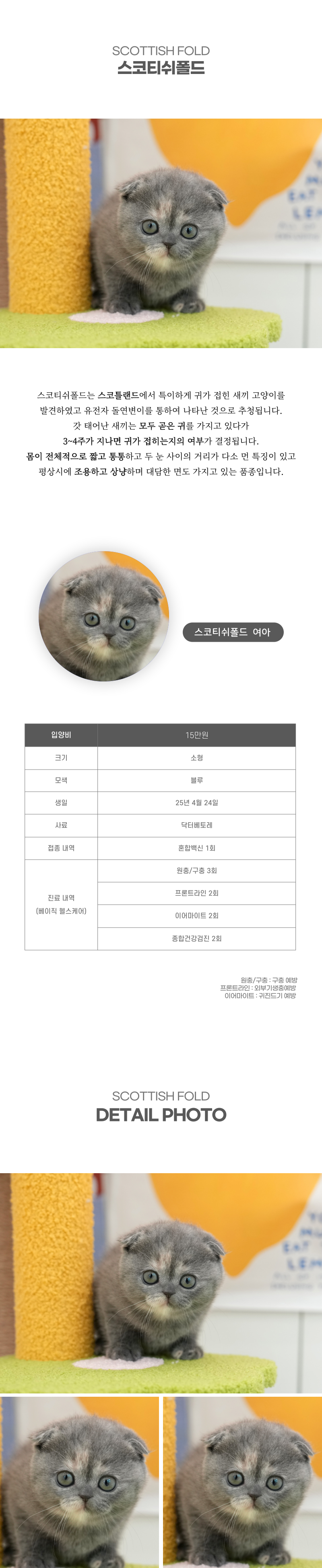 스코티쉬폴드_상세이미지_2