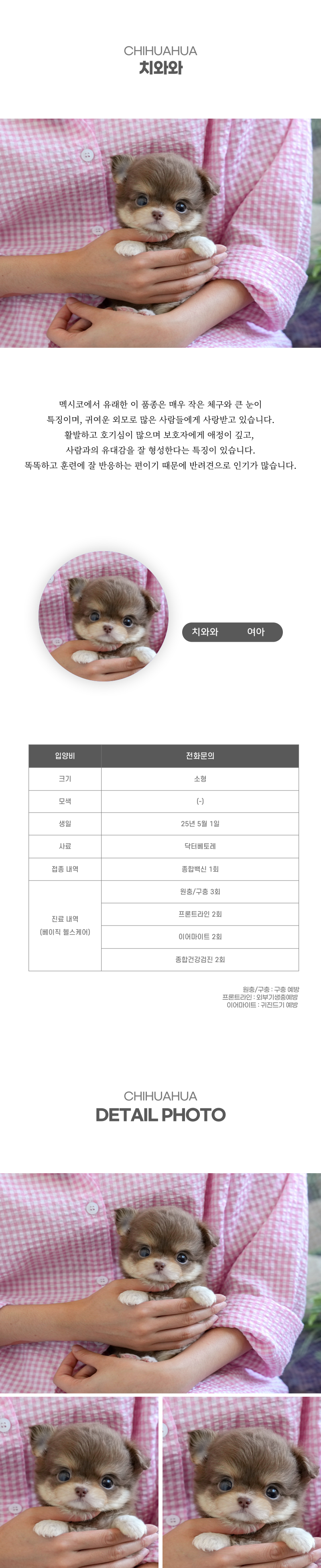 치와와_상세이미지_2