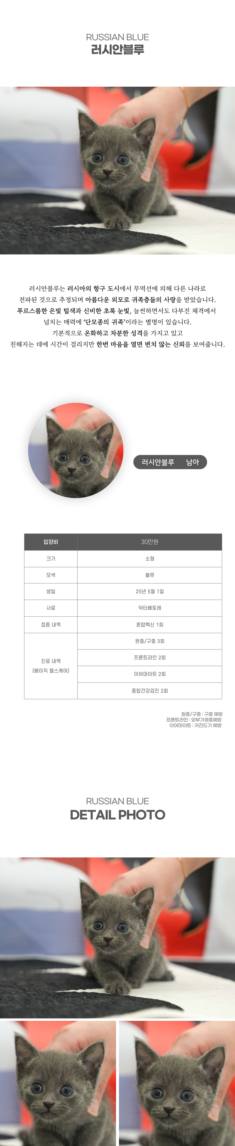 러시안블루_상세이미지_2