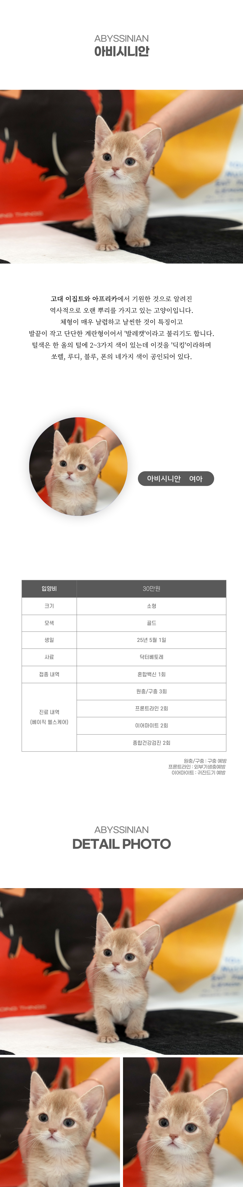 아비시니안_상세이미지_2