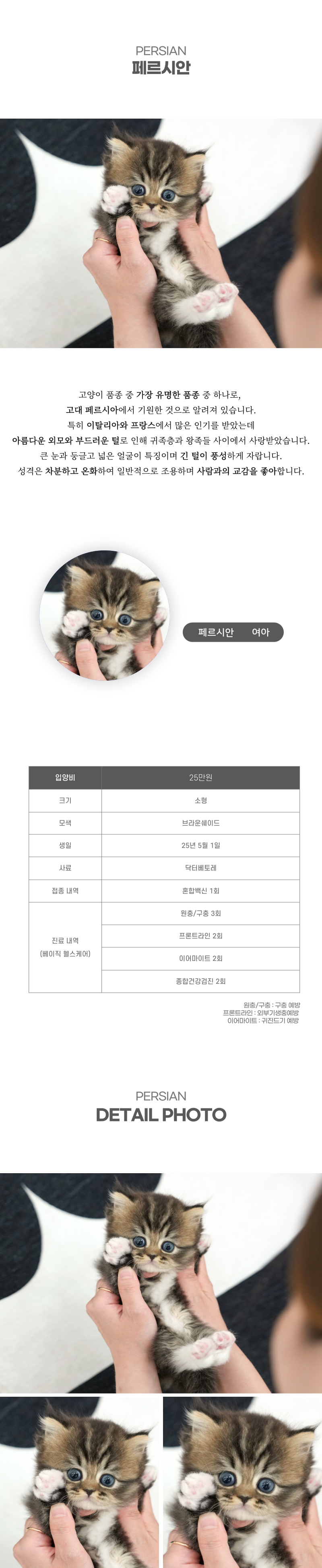 페르시안_상세이미지_2