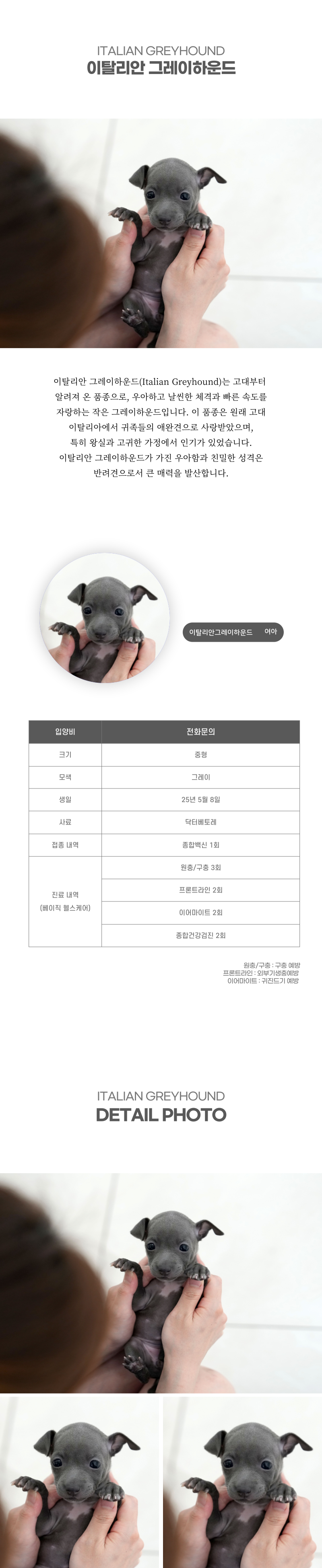 이탈리안 그레이하운드_상세이미지_2