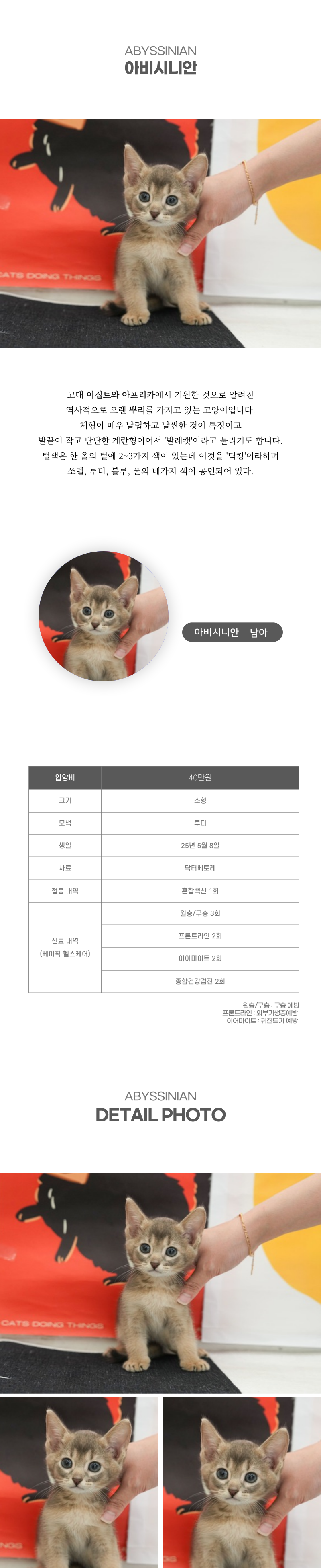 아비시니안_상세이미지_2