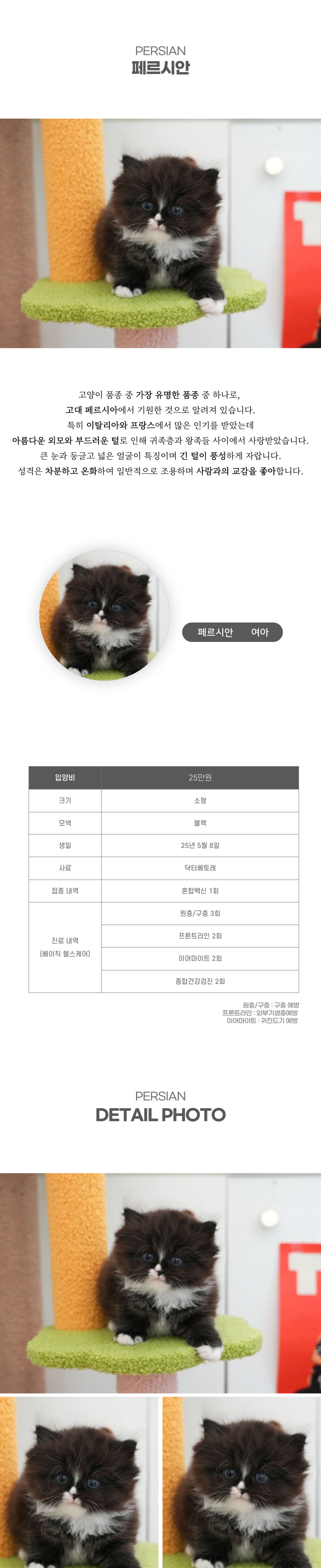 페르시안_상세이미지_2