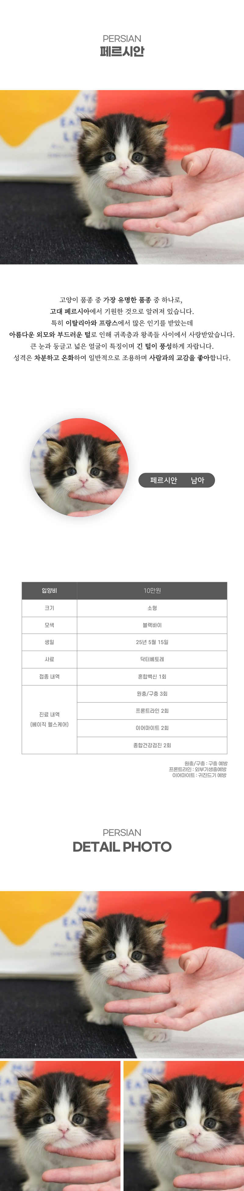 페르시안_상세이미지_2