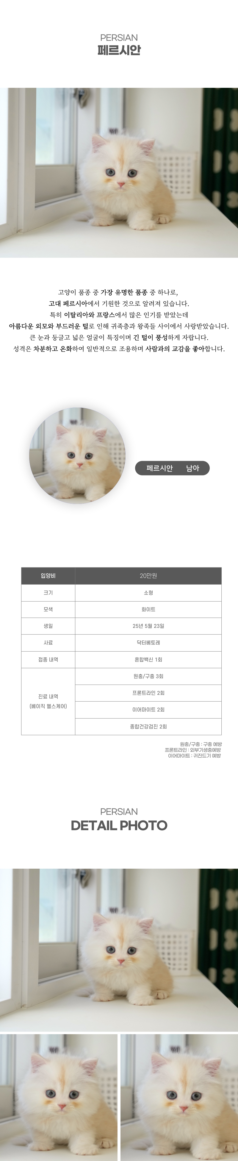 페르시안_상세이미지_2