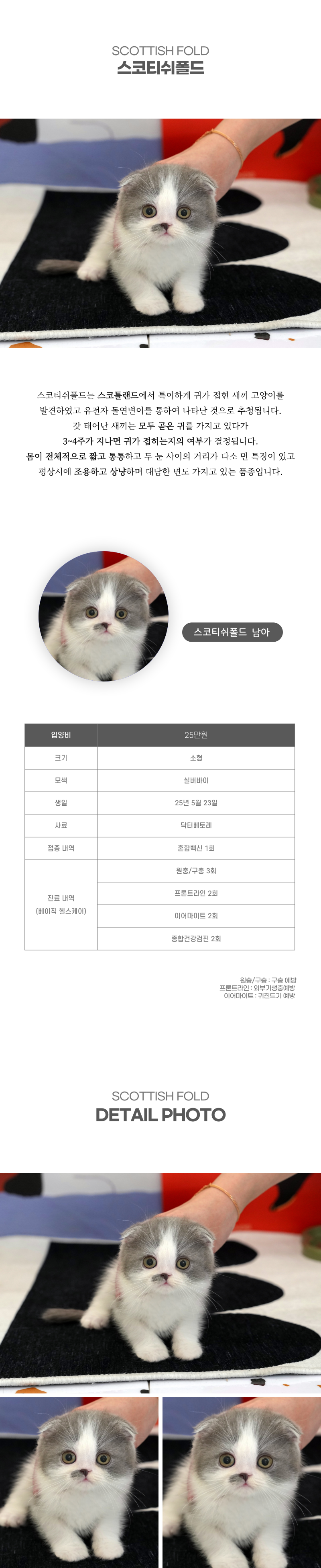 스코티쉬폴드_상세이미지_2