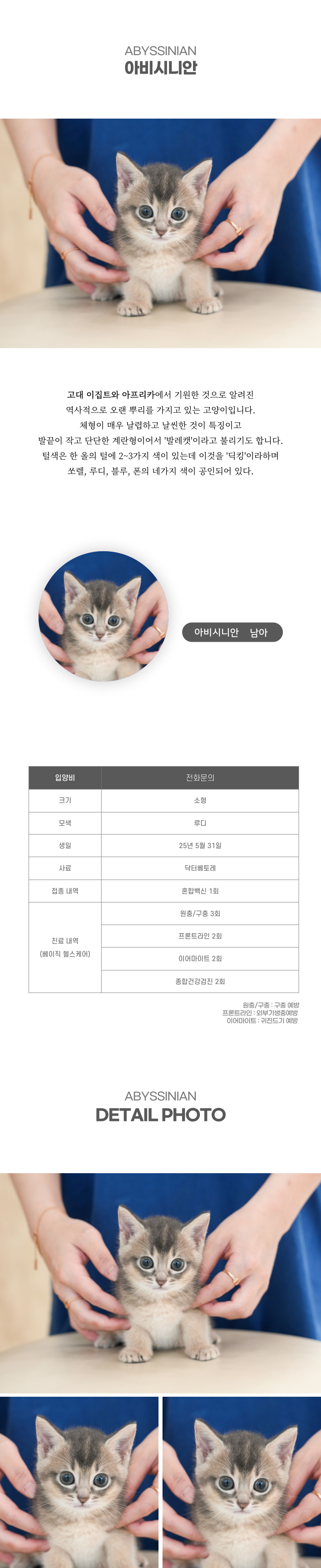 아비시니안_상세이미지_2