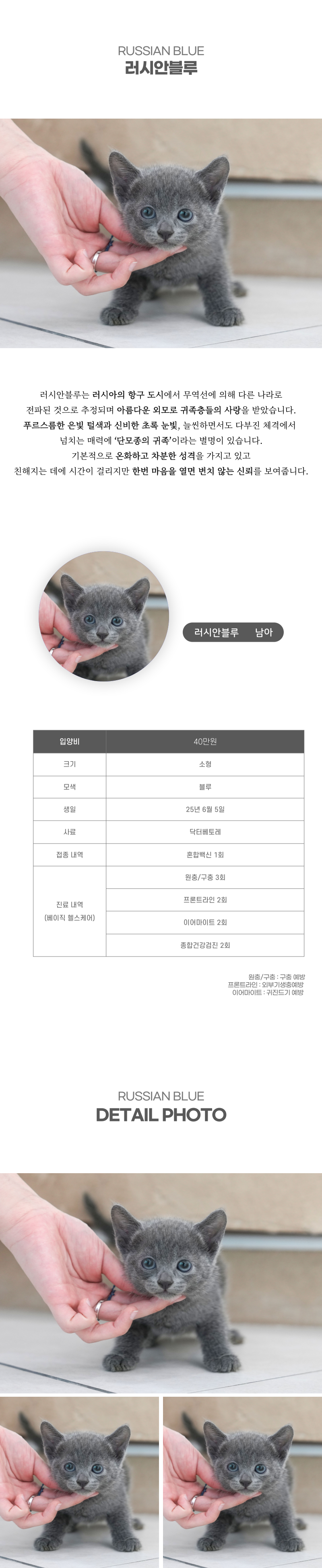 러시안블루_상세이미지_2