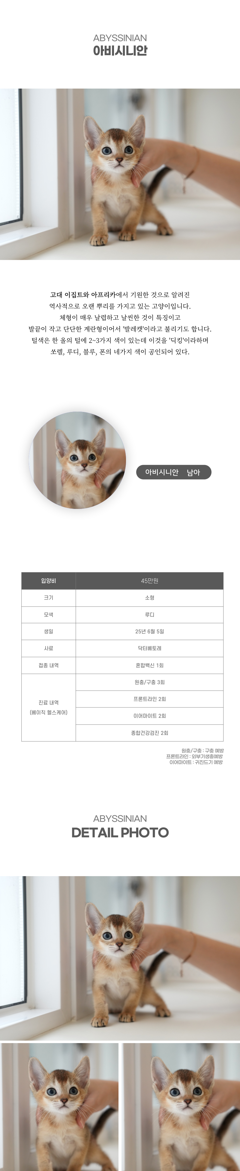 아비시니안_상세이미지_2