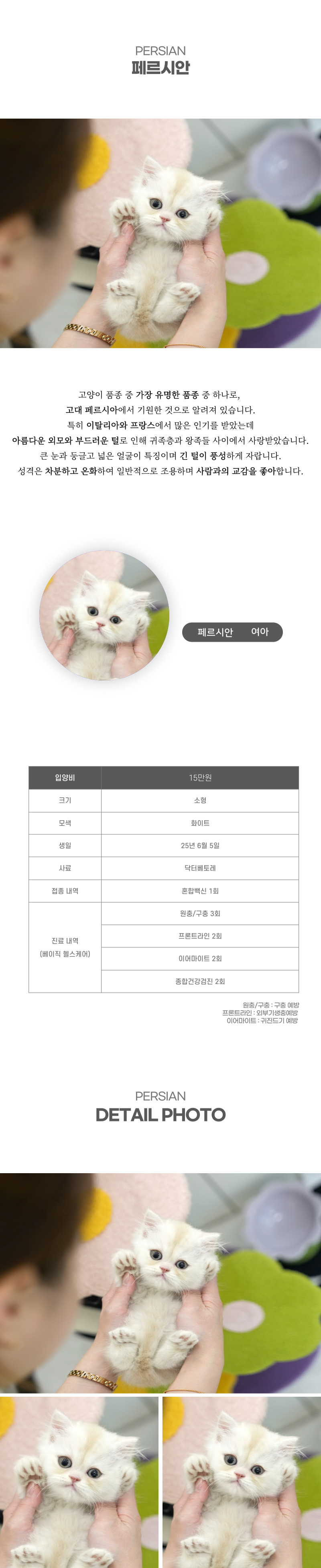 페르시안_상세이미지_2