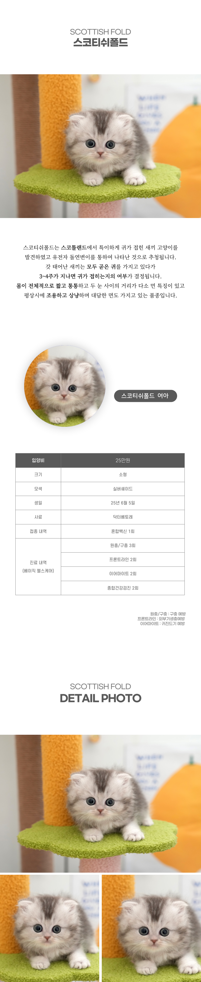 스코티쉬폴드_상세이미지_2