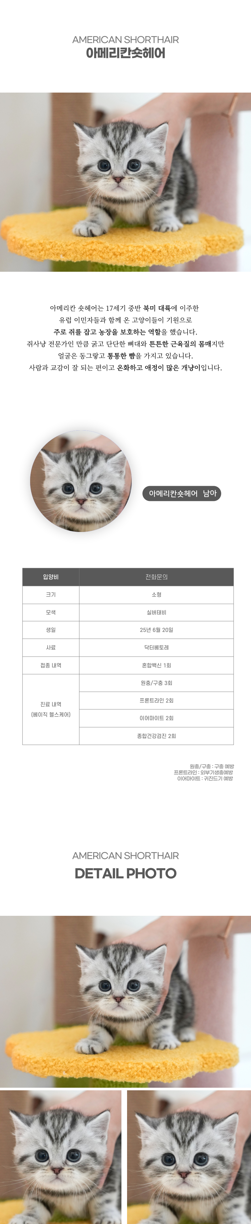 아메리칸숏헤어_상세이미지_2
