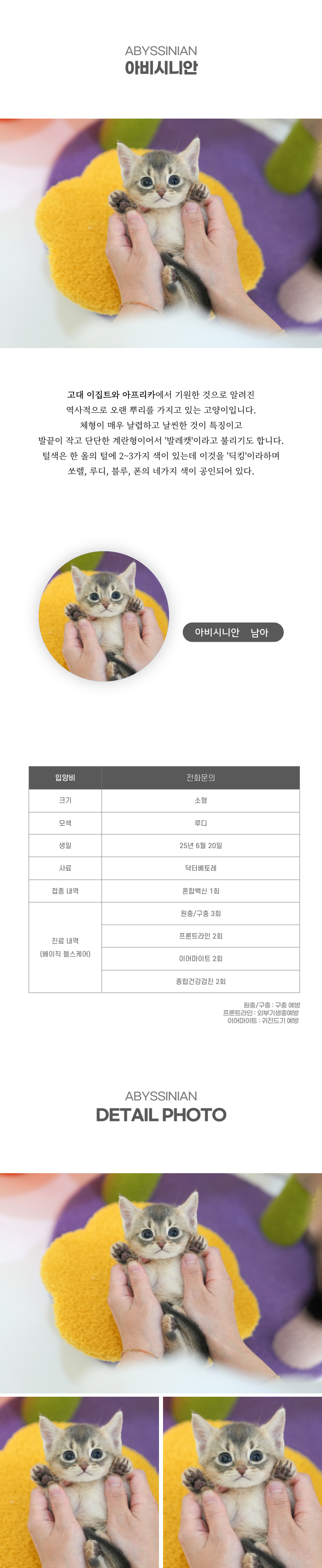 아비시니안_상세이미지_2
