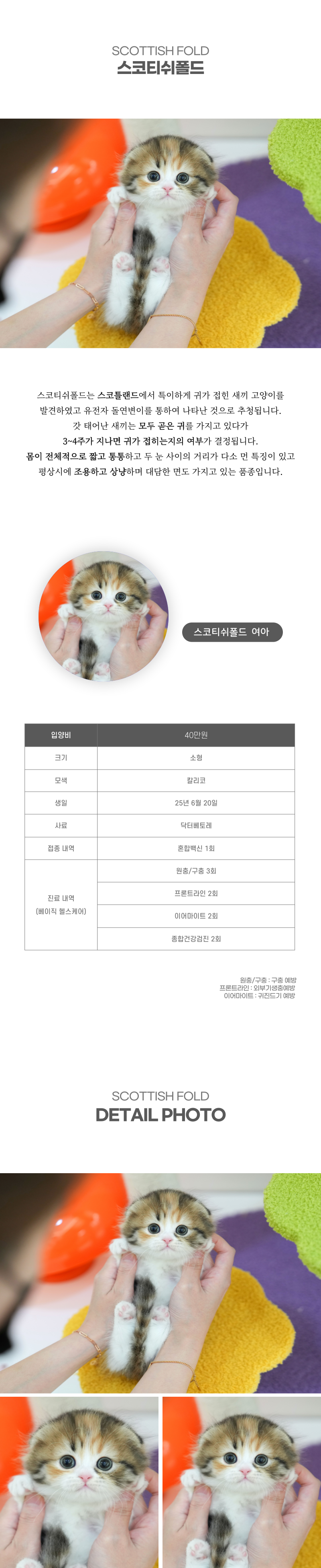 스코티쉬폴드_상세이미지_2