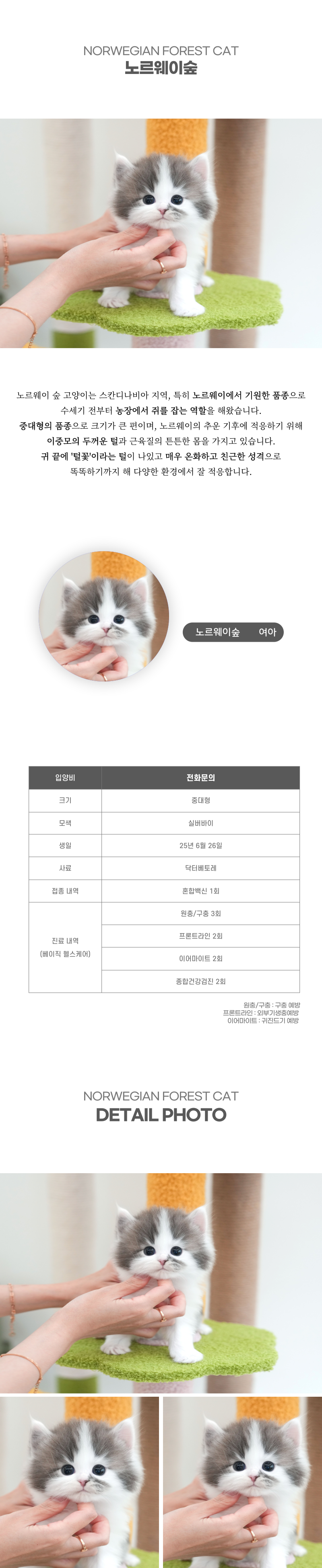 노르웨이숲_상세이미지_2
