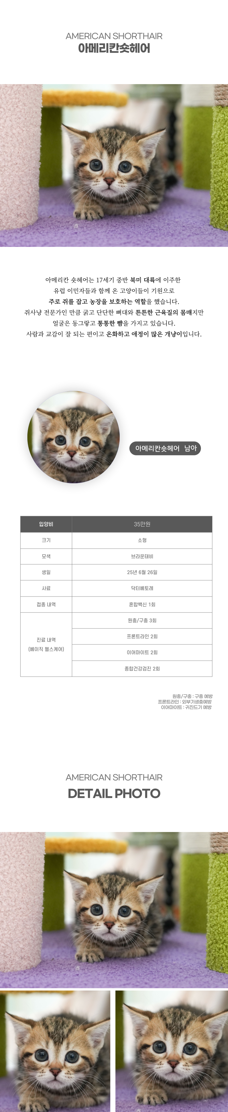 아메리칸숏헤어_상세이미지_2
