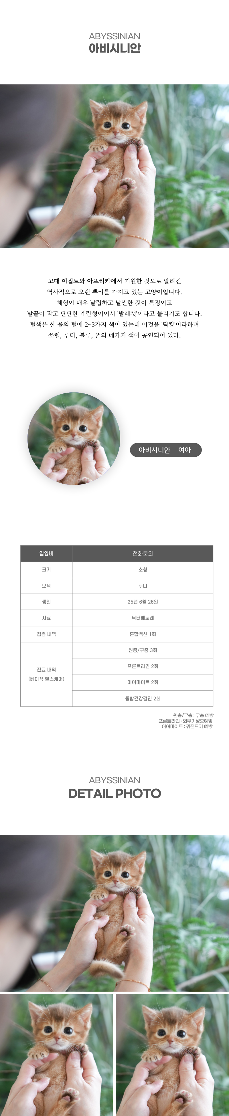 아비시니안_상세이미지_2