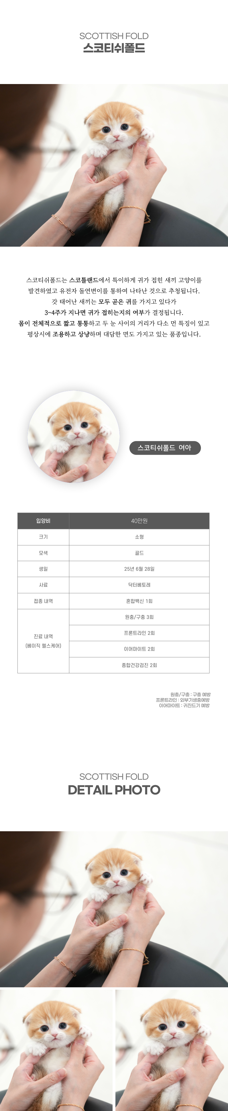 스코티쉬폴드_상세이미지_2