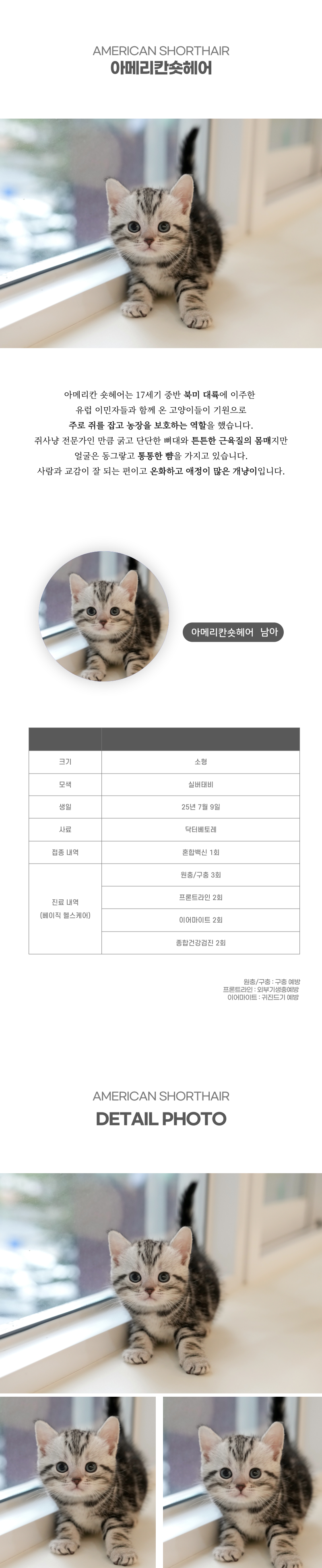아메리칸숏헤어_상세이미지_2
