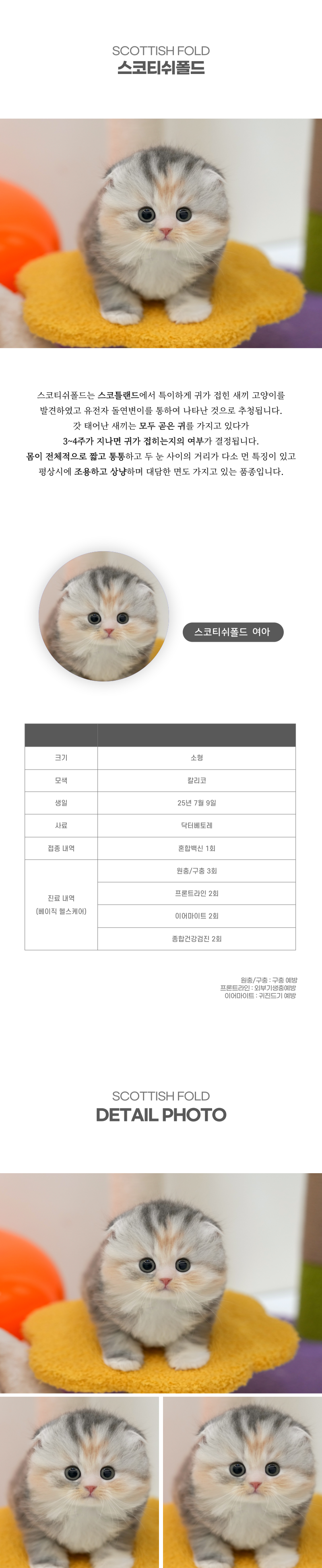 스코티쉬폴드_상세이미지_2