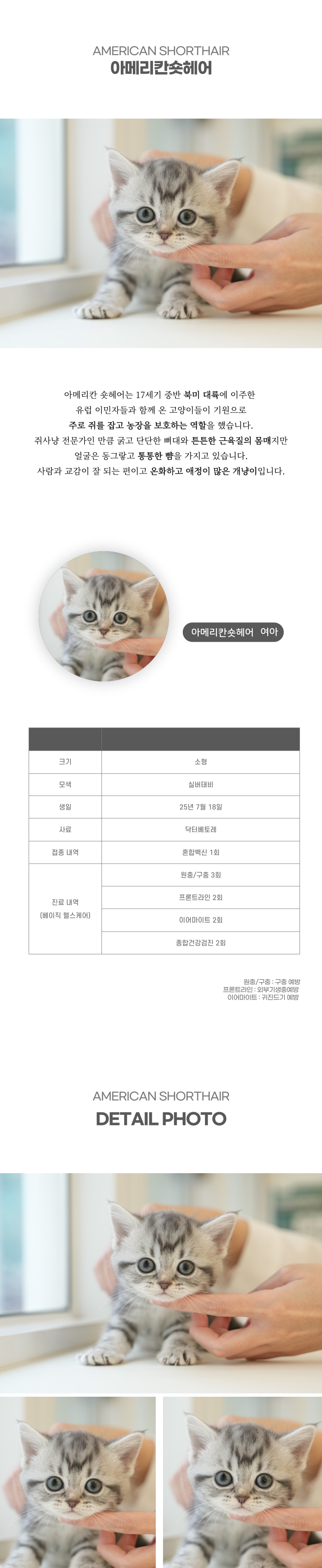 아메리칸숏헤어_상세이미지_2