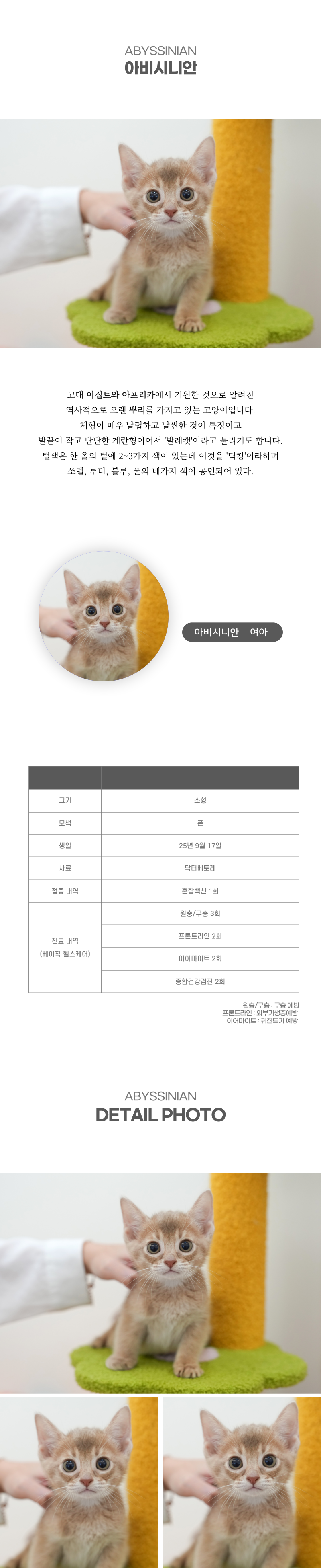 아비시니안_상세이미지_2