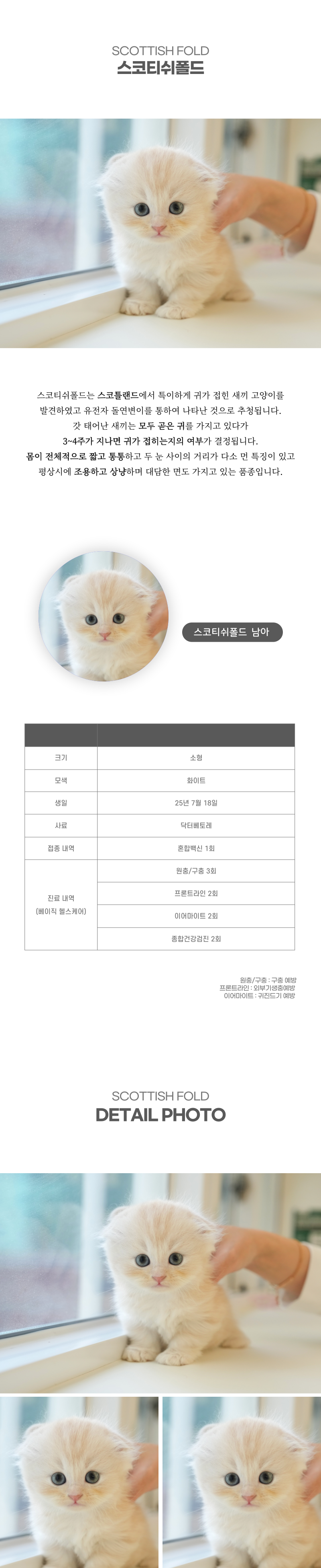 스코티쉬폴드_상세이미지_2