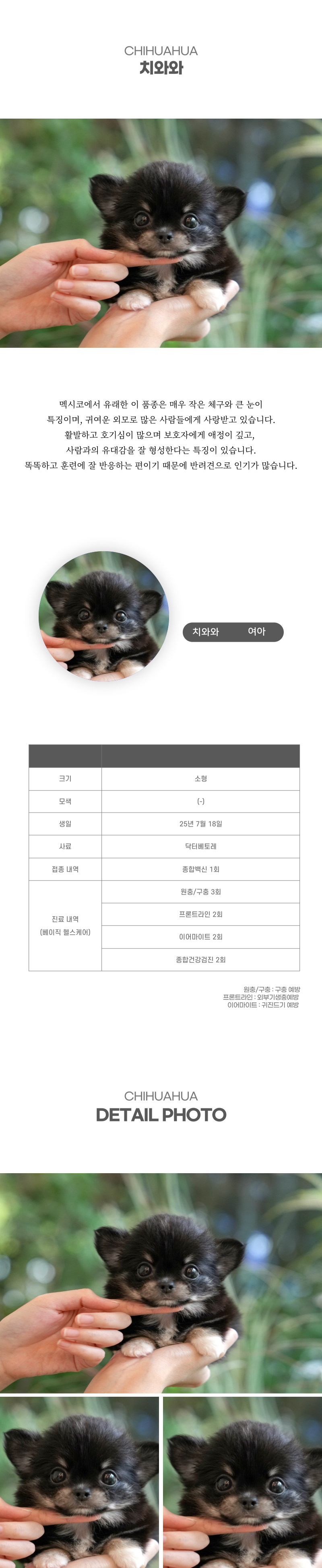 치와와_상세이미지_2