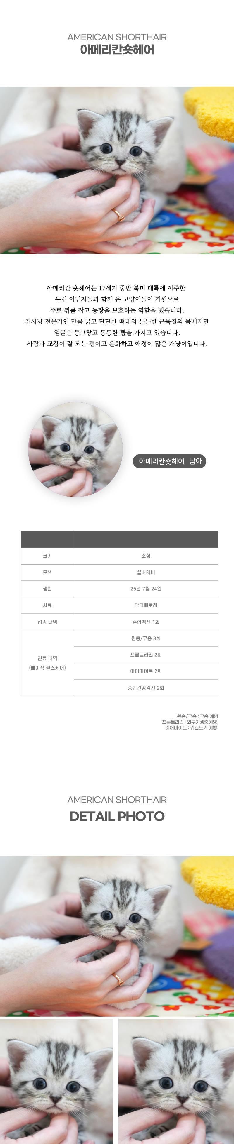 아메리칸숏헤어_상세이미지_2