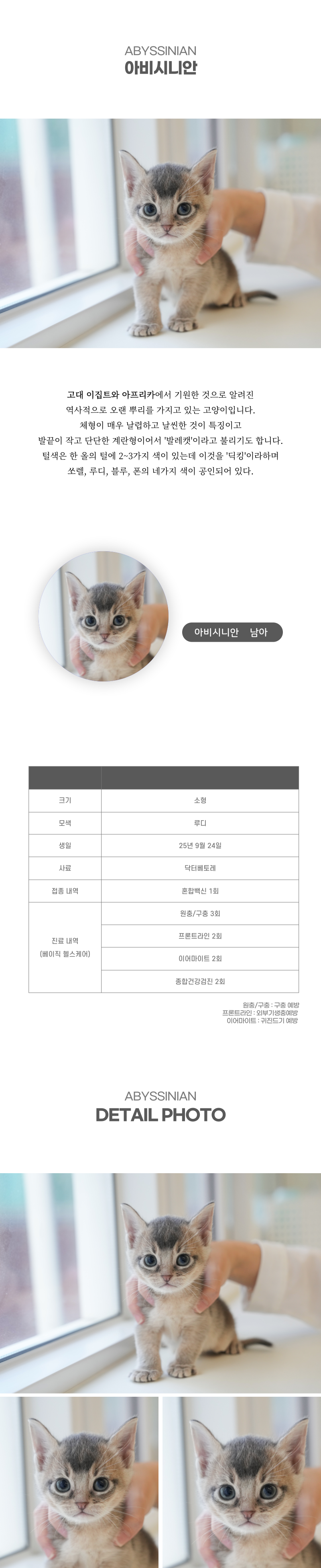 아비시니안_상세이미지_2