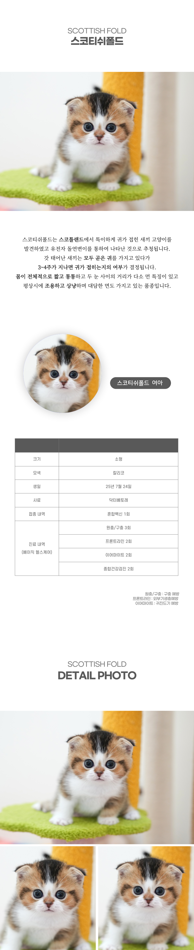 스코티쉬폴드_상세이미지_2