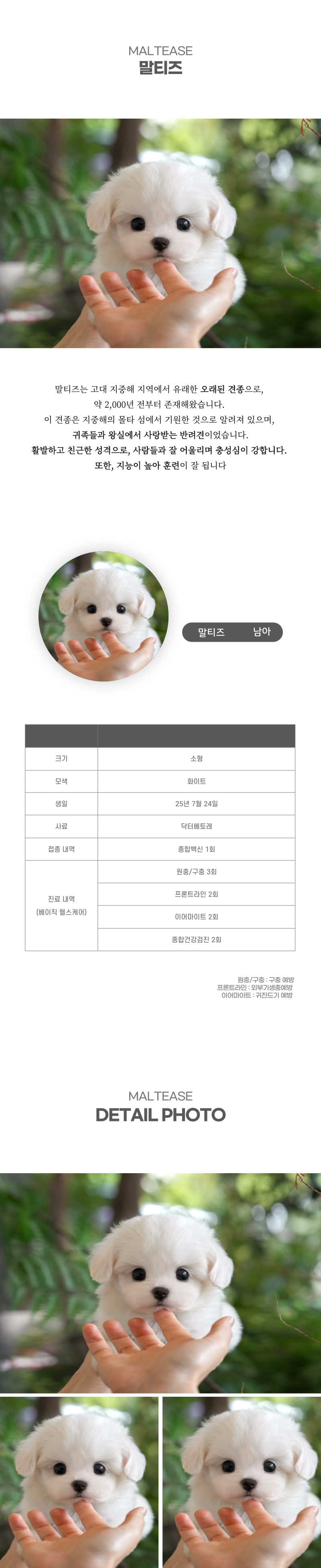 말티즈_상세이미지_2